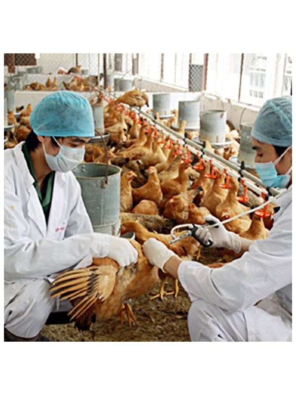 Quy trình 3 bước khi phát hiện gà chọi bị bệnh