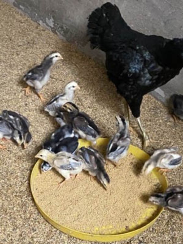 Thức ăn cho gà chọi 1 tháng tuổi_ ăn gì, ngày mấy bữa
