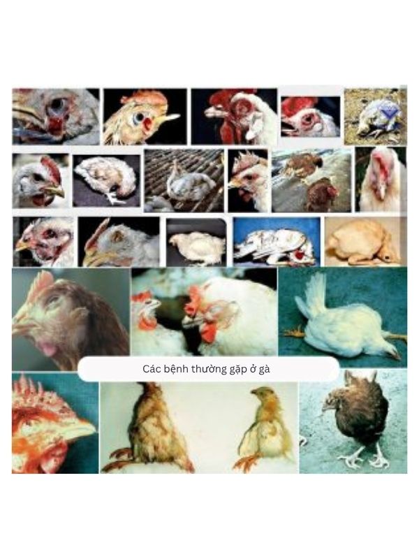 Tổng quan bệnh thường gặp ở gà chọi và cách nhận diện nhanh