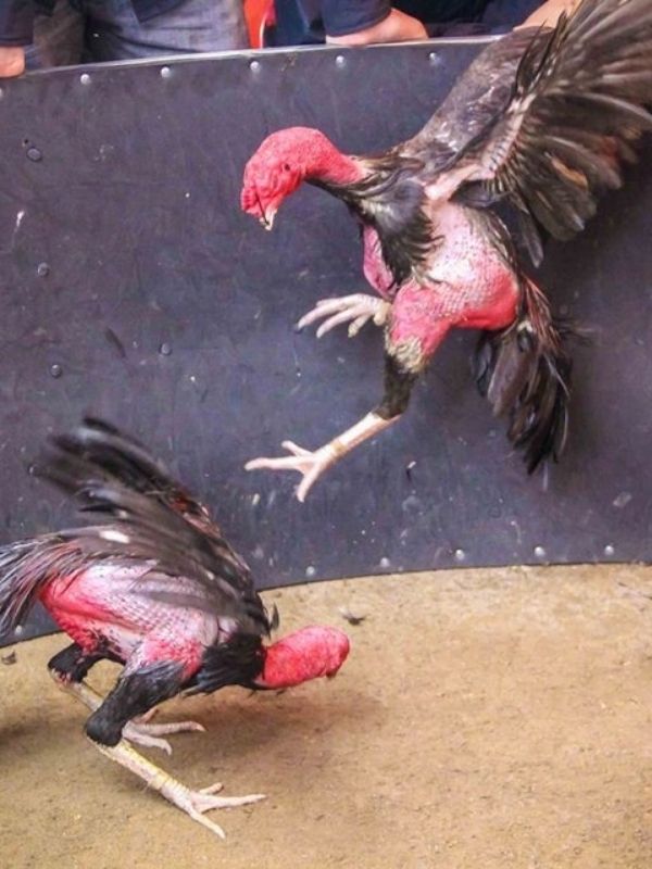 Ưu điểm lối đá làm nên tên tuổi gà chọi Cao Lãnh