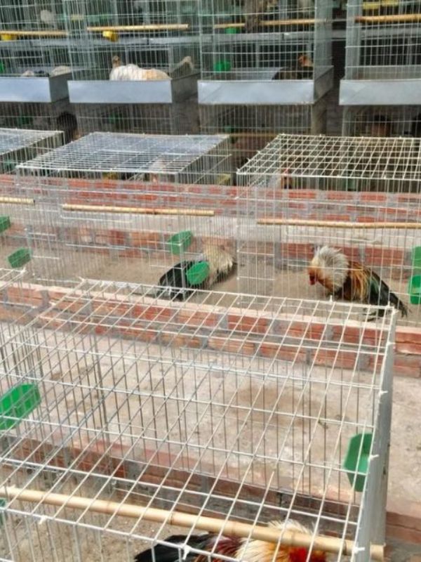 Vệ sinh chuồng trại và quy trình chăm sóc hàng ngày
