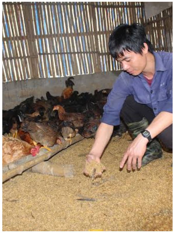 Vì sao phải vệ sinh chuồng gà chọi “đúng kỹ thuật”
