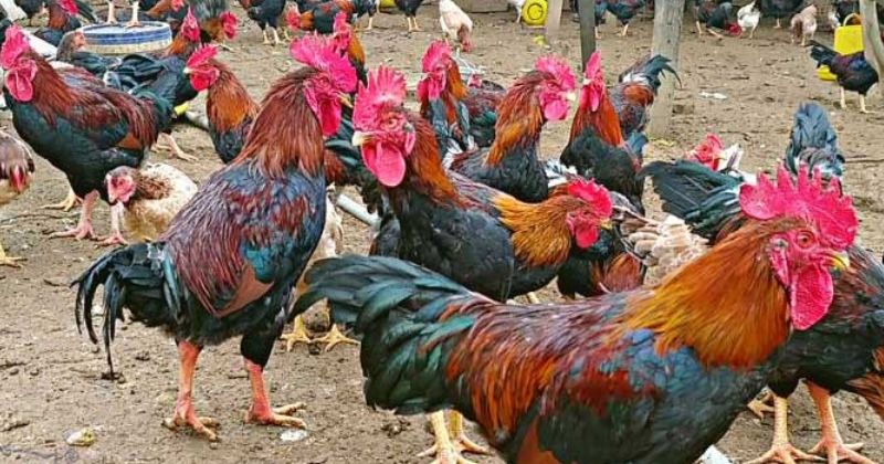 các giống gà chọi Việt Nam