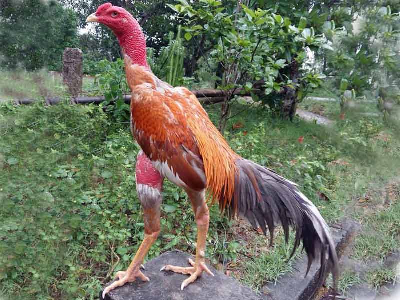 các giống gà chọi Việt Nam