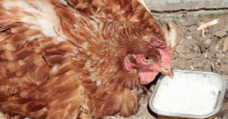 cách trị gà chọi bỏ ăn