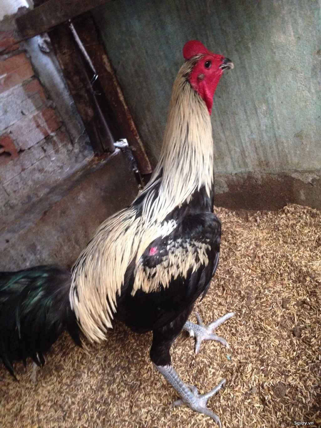 Chăm nuôi gà Peru
