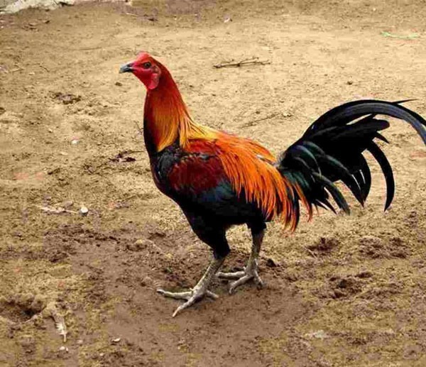 đặc điểm gà Peru