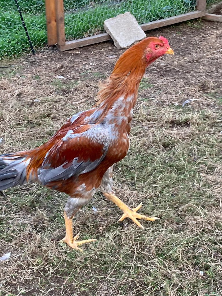Dòng gà Shamo phổ biến