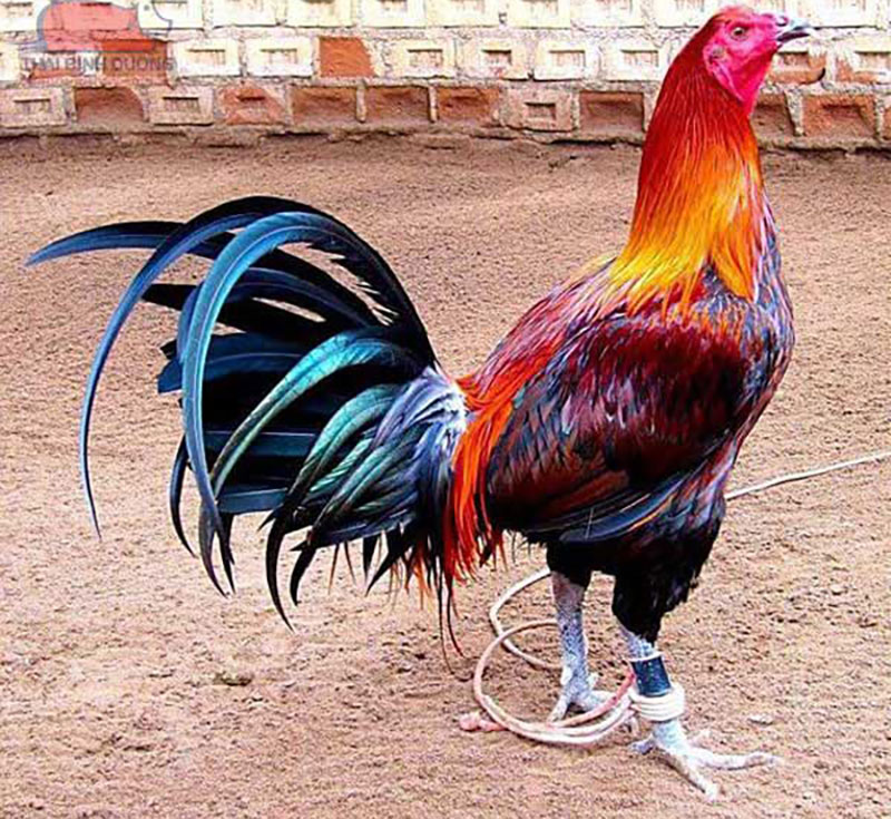 Lịch vần hơi vần đòn