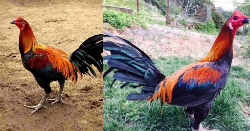 gà chọi Peru là gì