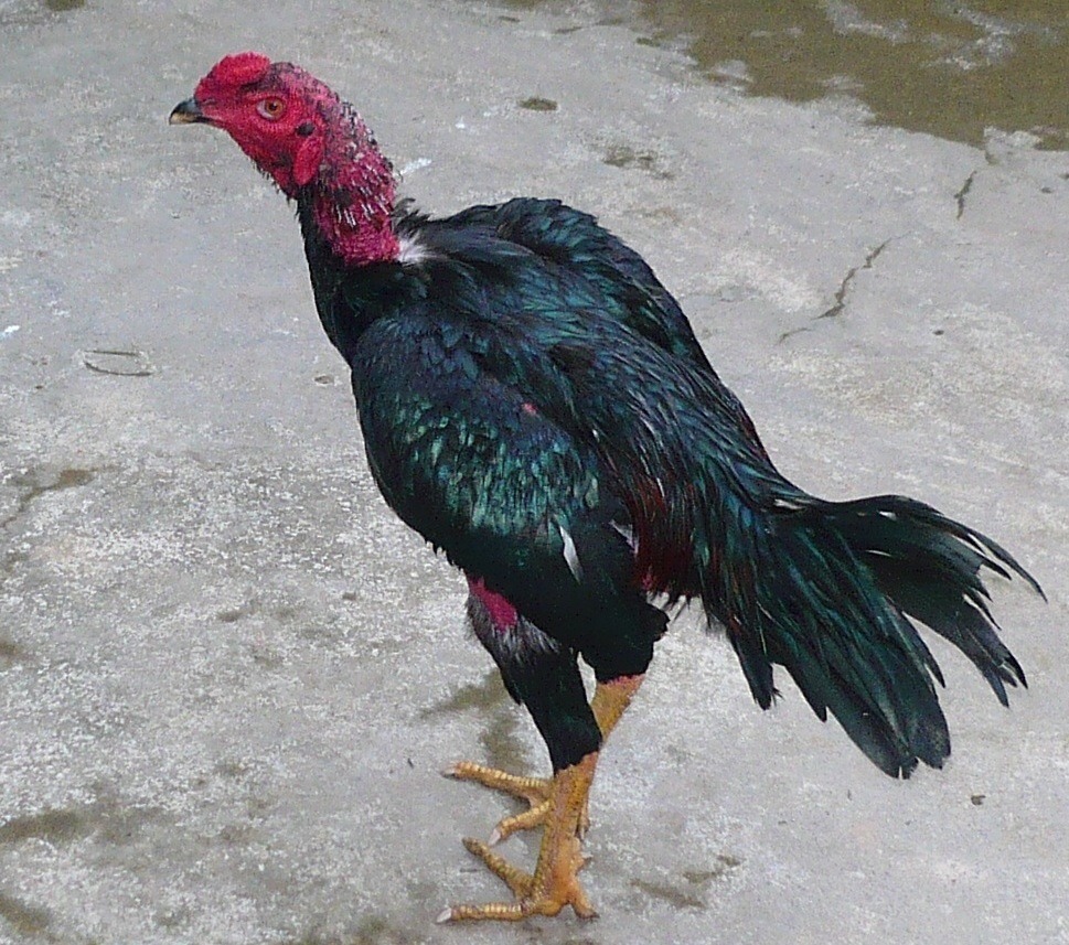 Gà Chọi Thổ Hà