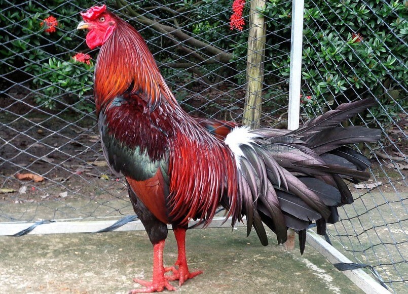 gà chọi trống