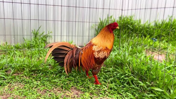 Gà đá miền Tây