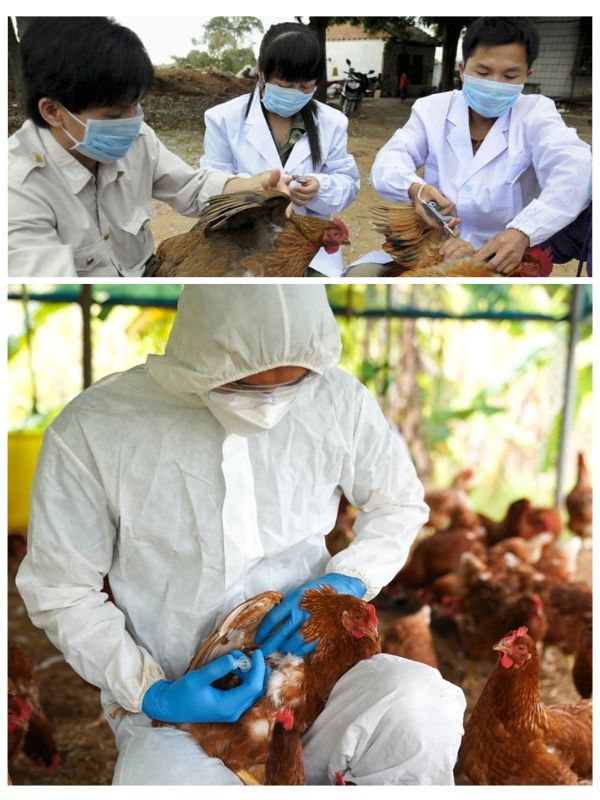 lịch vaccine cho gà chọi