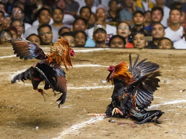 lối đá gà Peru