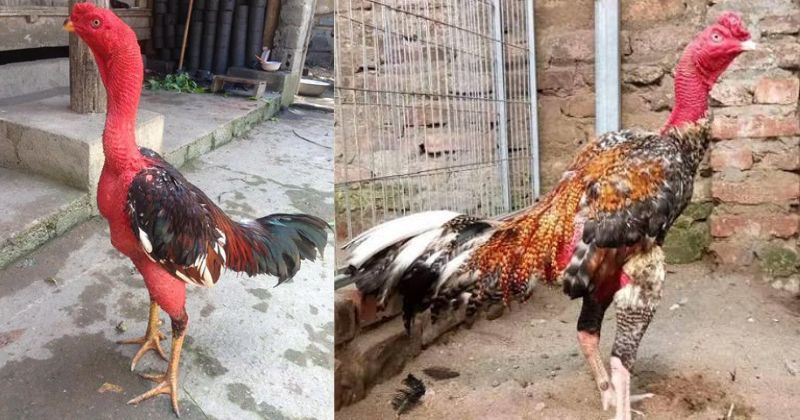 nguồn gốc gà chọi Thổ Hà