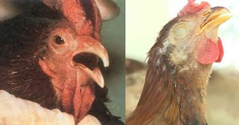 nguyên nhân gà chọi bị khò khè