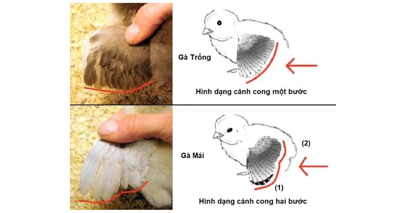 phân biệt gà chọi con trống mái mới nở