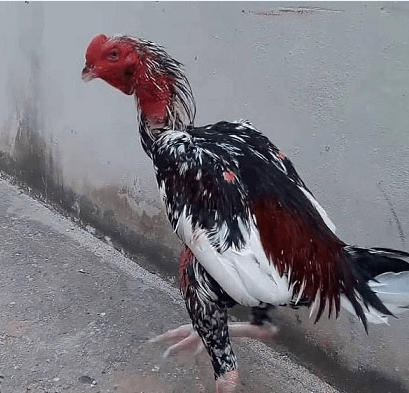 Phân biệt gà chọi trống mái