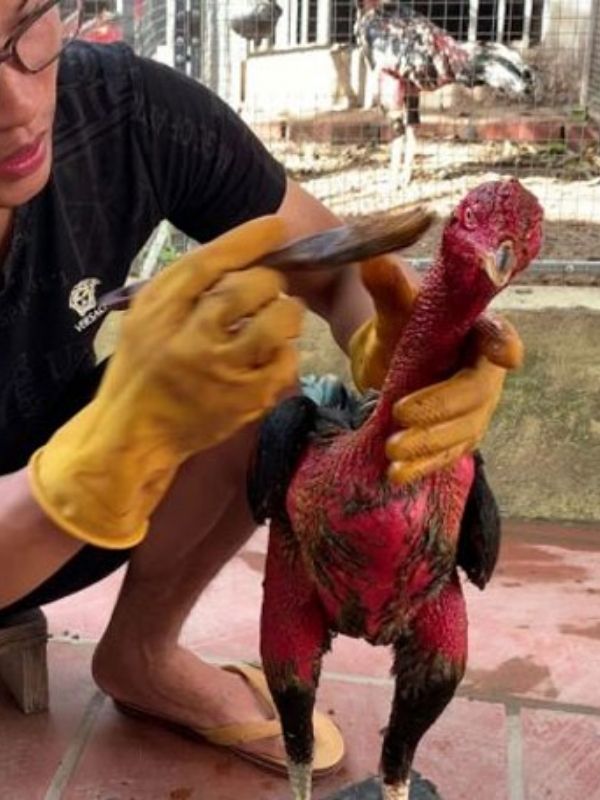 xử lý khi phát hiện gà chọi con chậm lớn