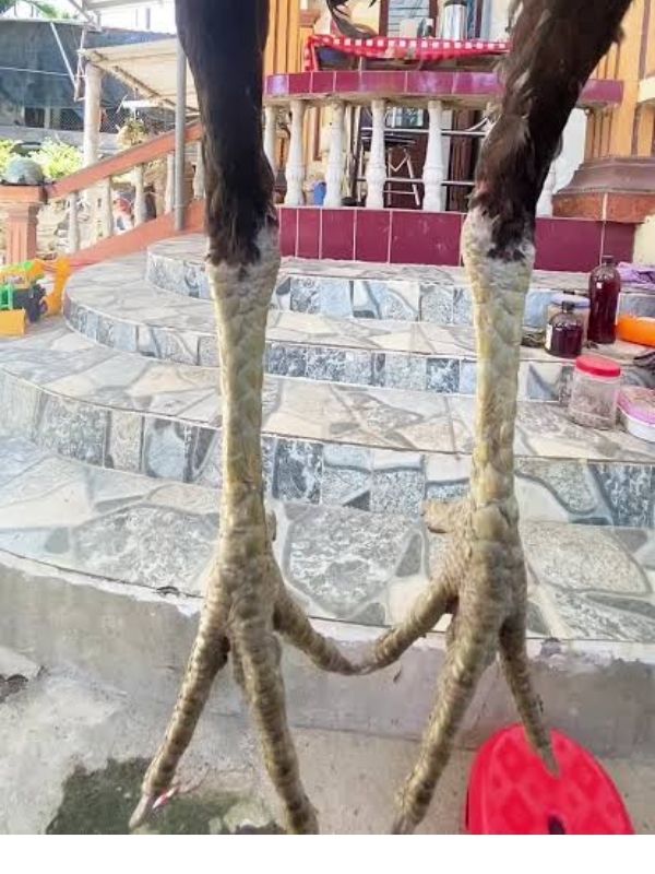 Biết tránh vảy xấu là bước đầu thành công