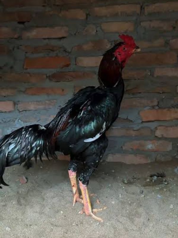Các đặc điểm gà tử mị