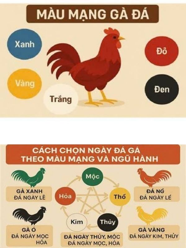 Cách xác định màu mạng gà chuẩn xác