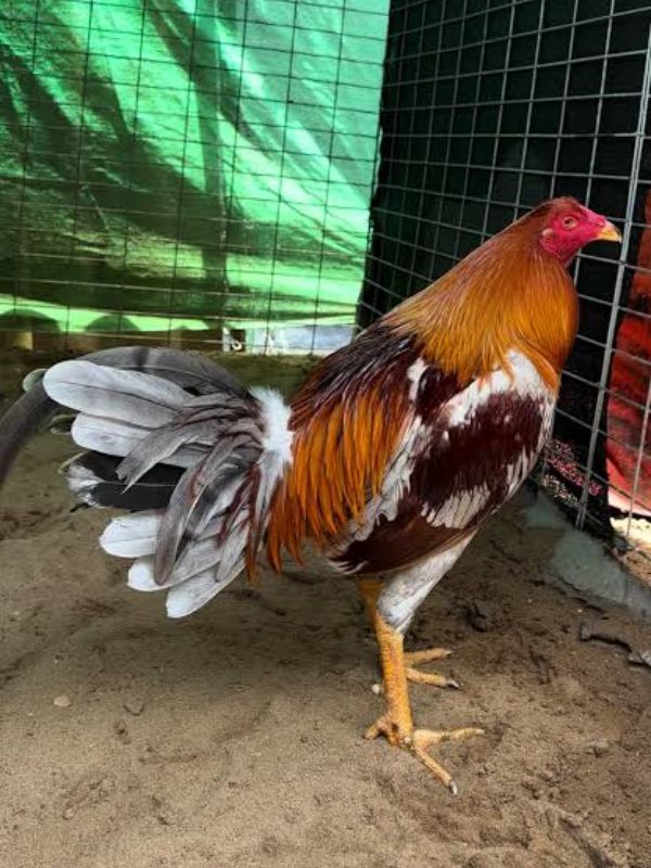 Đặc điểm nổi bật của gà Cuban _ Cubalaya