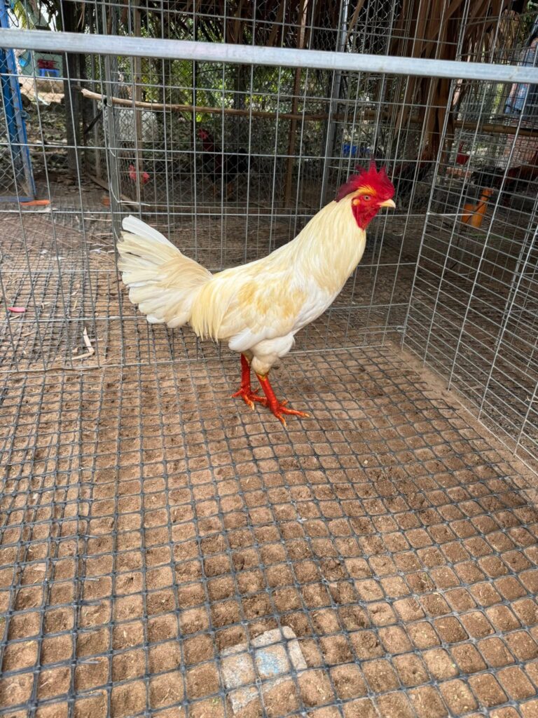 Gà bướm C1 mồng lá
