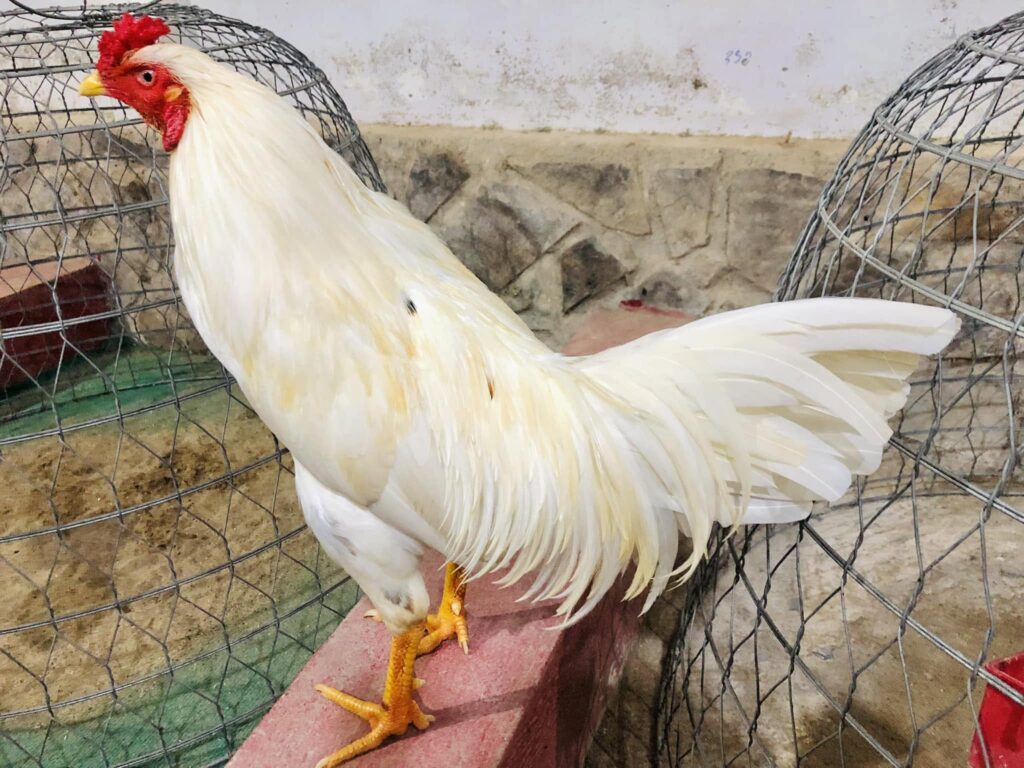 Gà bướm 2kg đang chăm sóc chế độ
