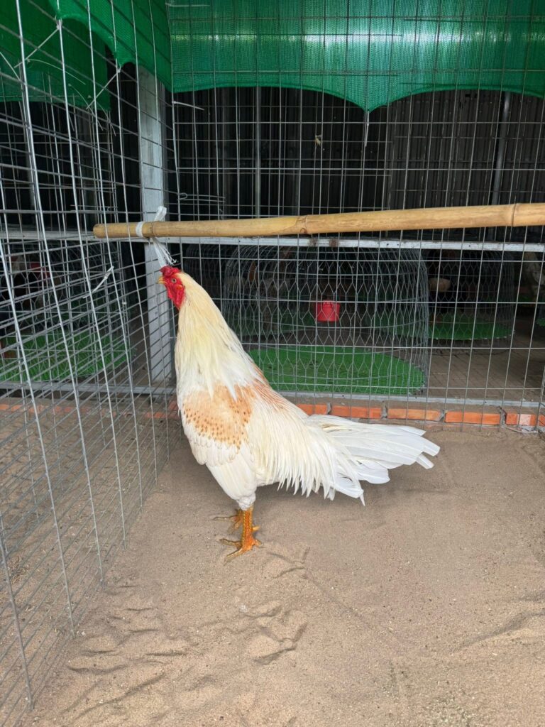 Gà bướm chiến C1
