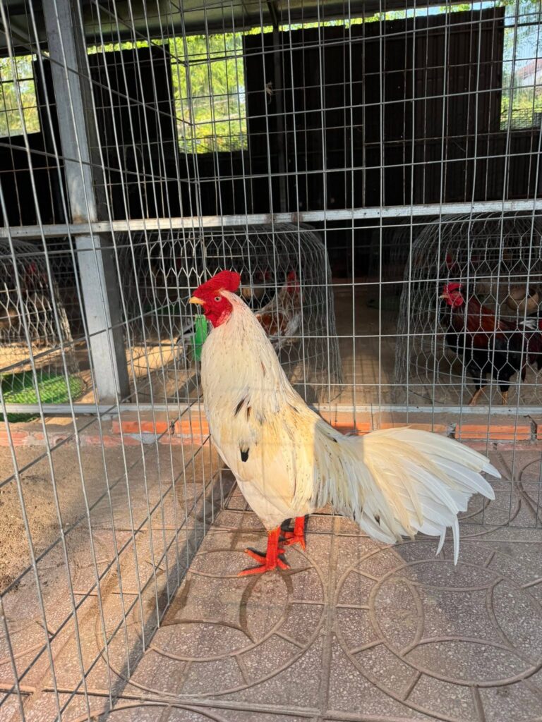 Gà bướm miền Tây