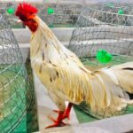 Gà bướm mồng công 3kg4 trạng gà lớn