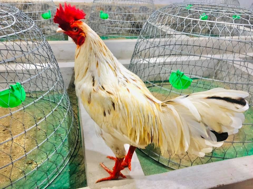 Gà bướm mồng công 3kg4 trạng gà lớn