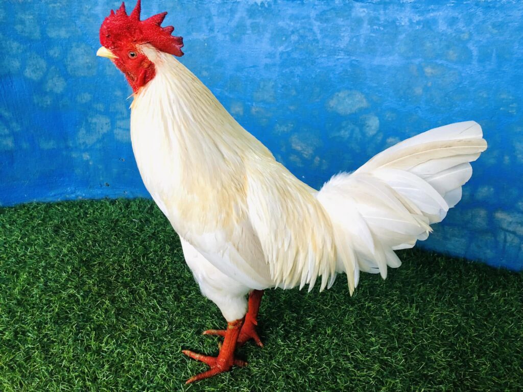 Gà bướm mồng lá chân vàng 3kg2