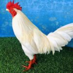 Gà bướm mồng lá chân vàng 3kg2