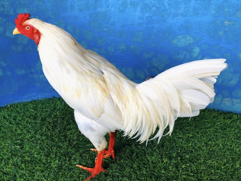 Gà bướm mồng vua 3k3