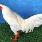 Gà bướm mồng vua 3k3