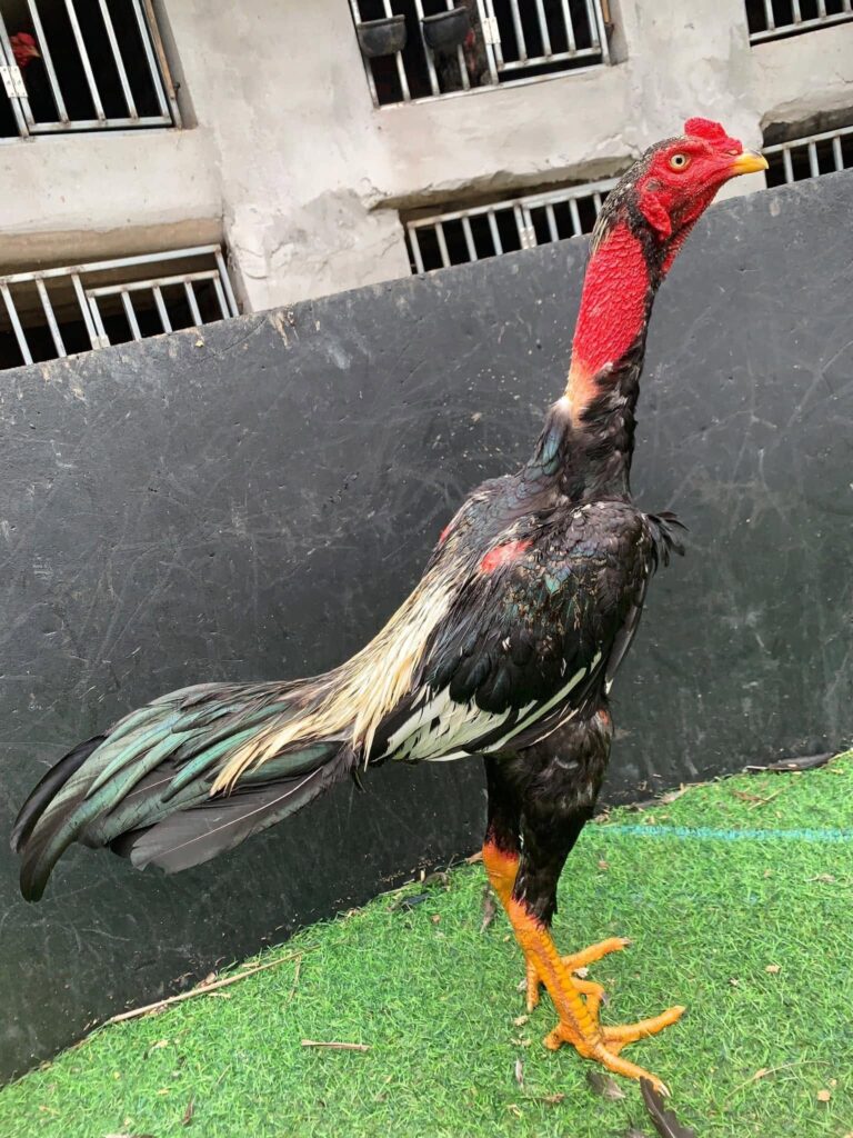 Gà đòn chuối chân vàng