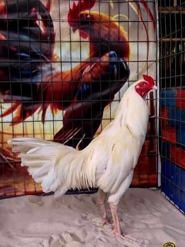Gà mạng Kim – màu trắng, vàng kim, nhạn