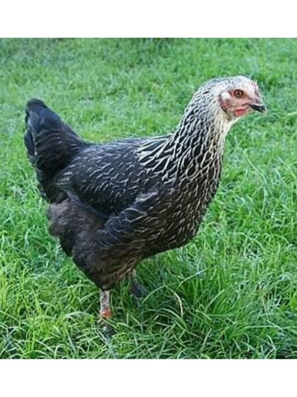 Gà mạng Mộc – màu xám, xanh