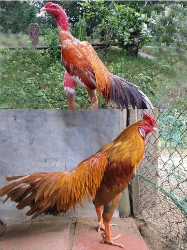 Gà mạng Thổ – màu vàng, nâu, ó, cú