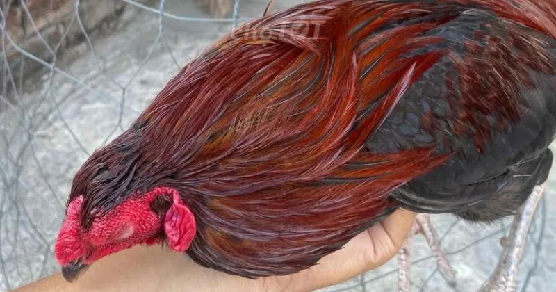 Gà tử mị là gì_ Ngủ như chết nhưng đá lại hay