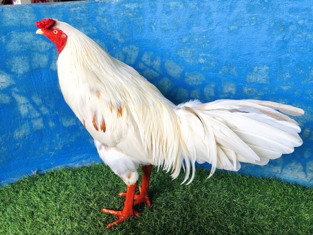 Gà bướm có nơi gọi là gà úa