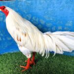 Gà bướm có nơi gọi là gà úa