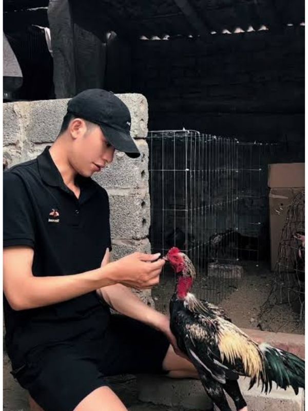 Kiểm tra thể lực, cơ bắp và bo đá của chiến kê trước khi lâm trận, không phụ thuộc tuyệt đối vào màu mạng
