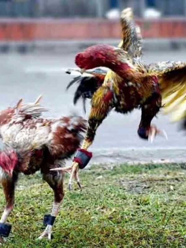 Kinh nghiệm thực chiến khi coi ngày đá gà đi thi