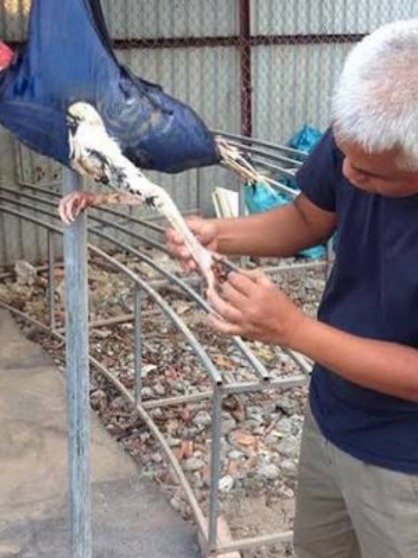 Mẹo dân gian trị ké chậu hiệu quả từ kinh nghiệm sư kê