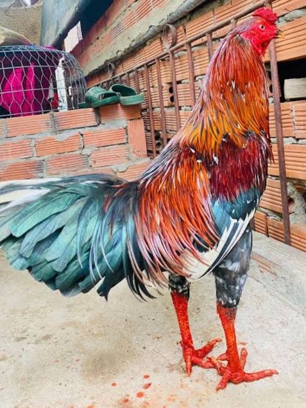 Những sai lầm thường gặp khi chọn vảy gà