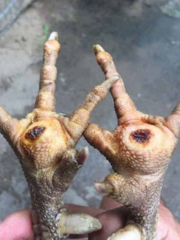 Phác đồ trị ké chậu